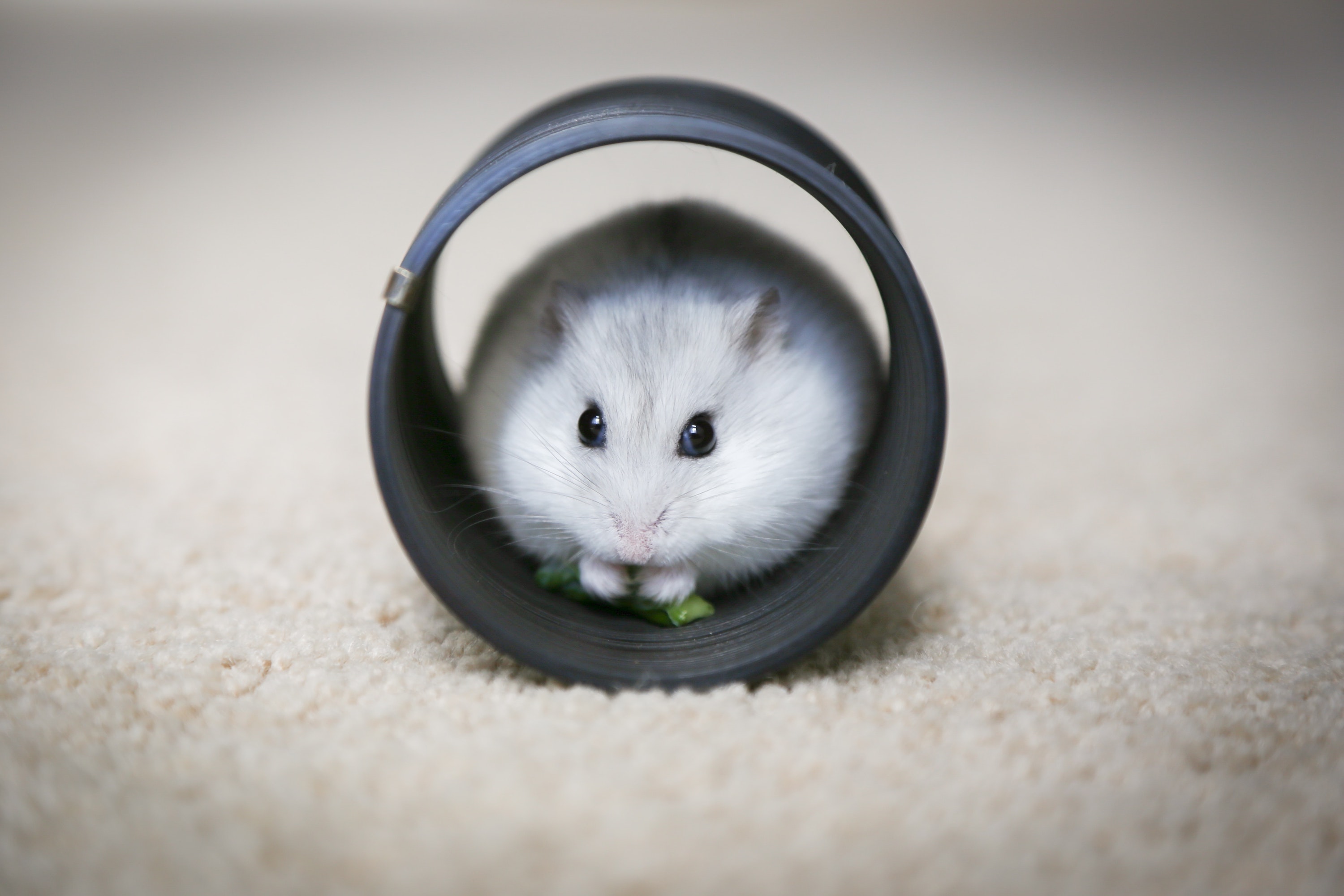 Help Howie the Hamster Live Longer - Midlands Pet Care Pet