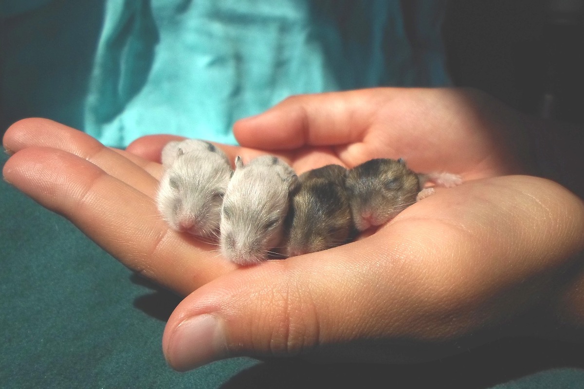 Moters ranka, laikanti 4 žiurkėnų jauniklius