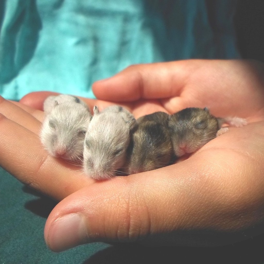 Woman's hand holding 4 hamster pups