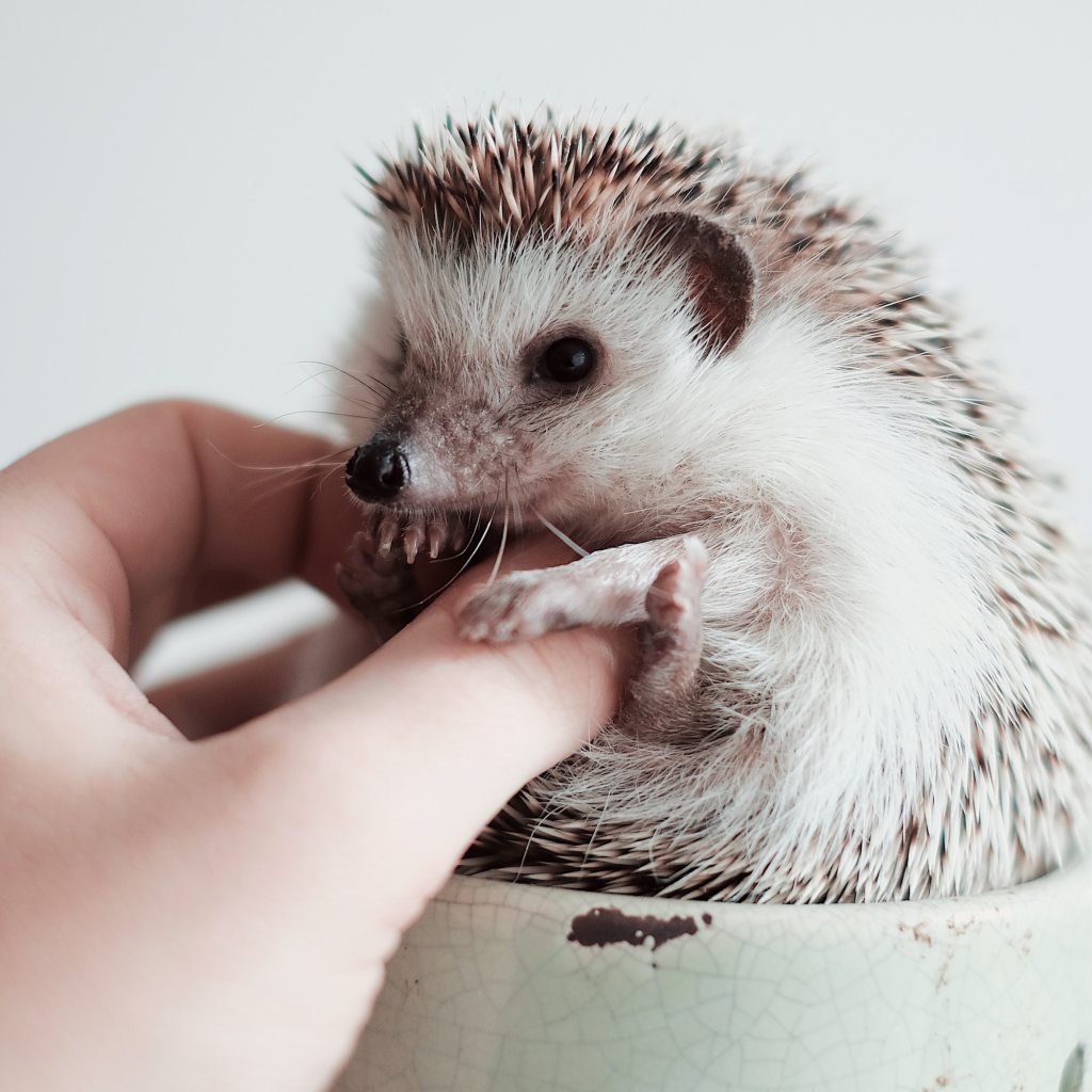 Hedgehog curled up in his owner's hand