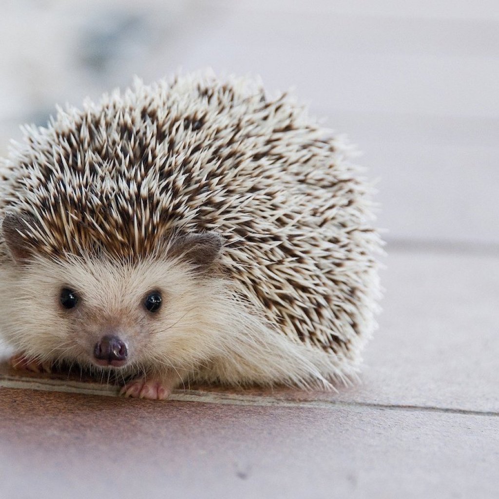 Hedgehog sits on top of crate