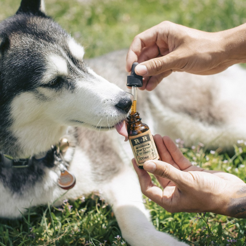 Husky taking CBD oil from dropper.