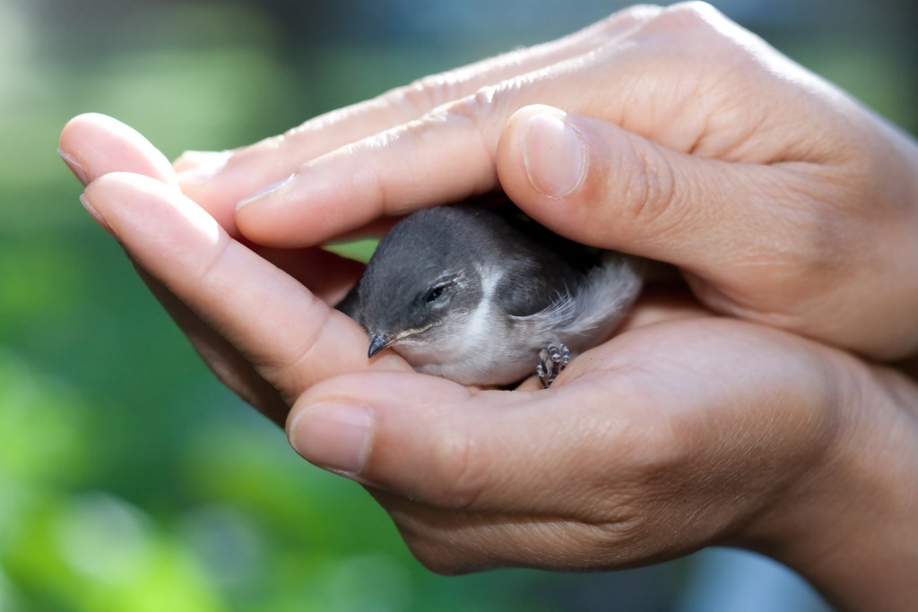 Person holding wounded bird in hands