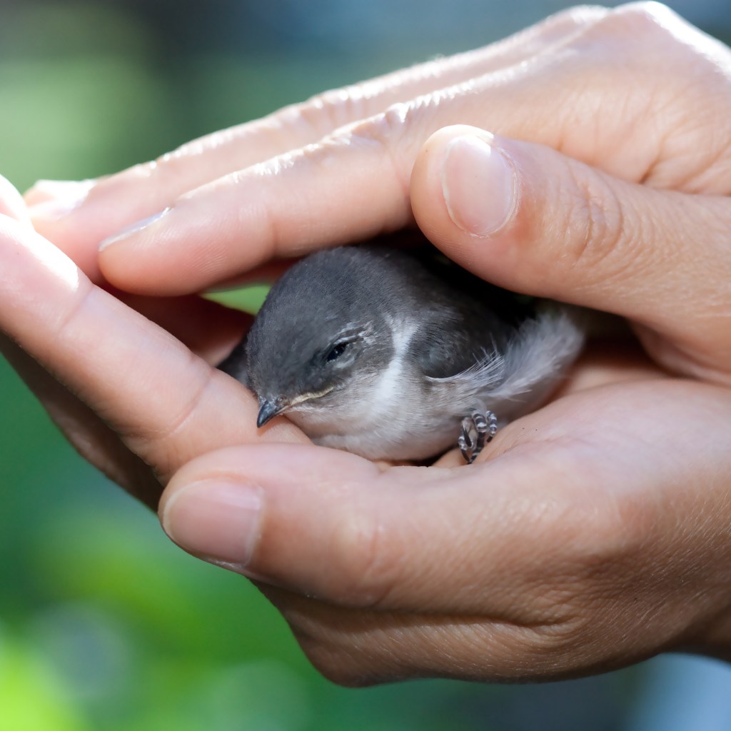 Person holding wounded bird in hands