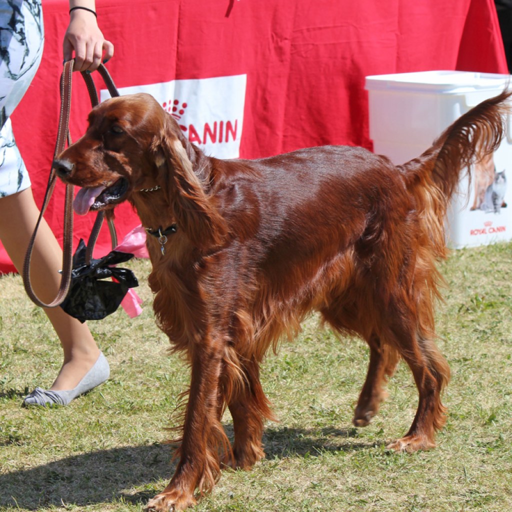 Irish setter in the show ring
