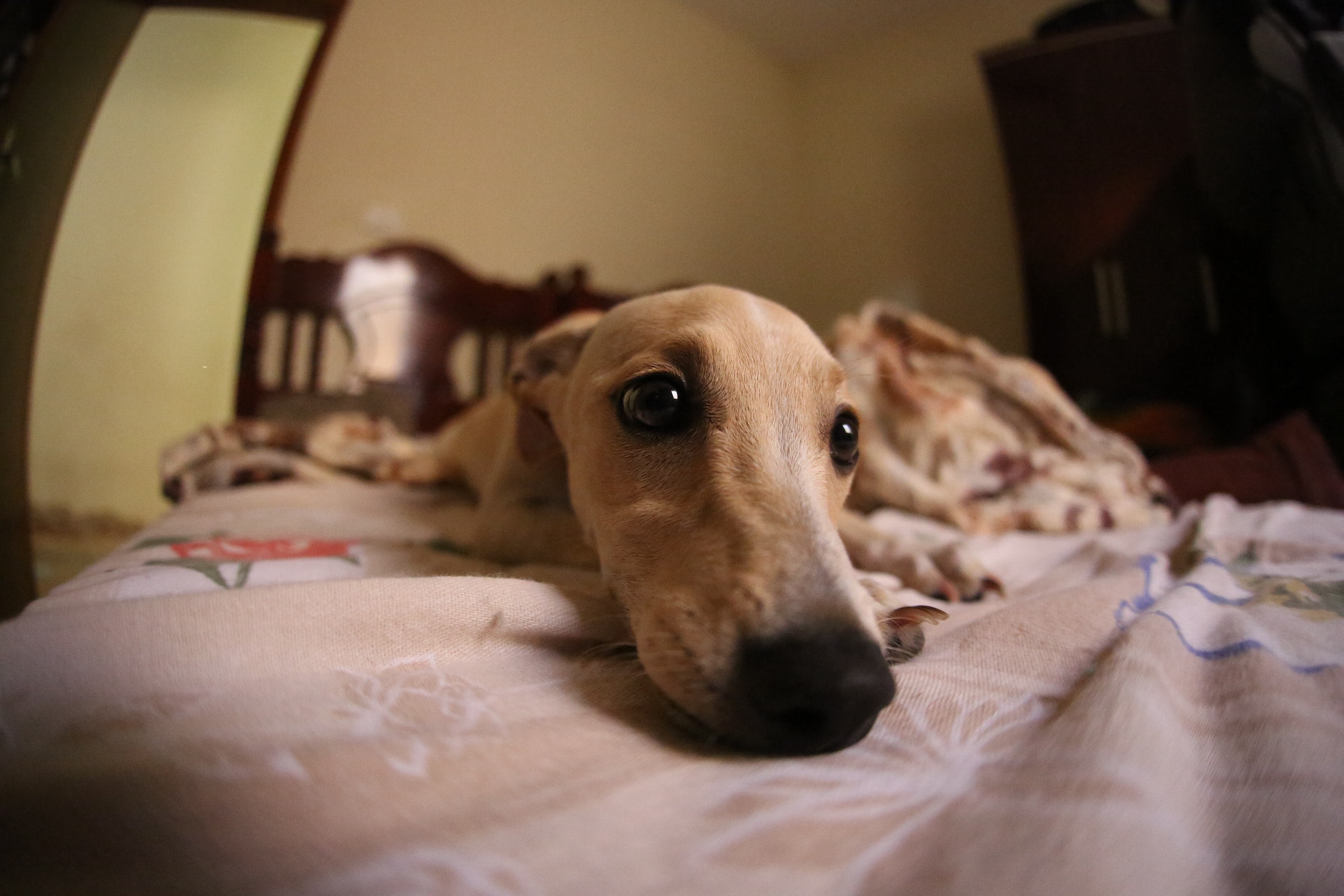 an italian greyhound lies on a bed with their nose toward the camera
