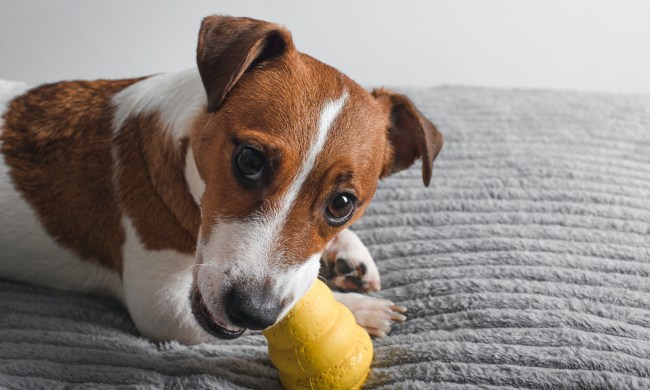 A Jack Russell terrier dog chews on a yellow kong toy