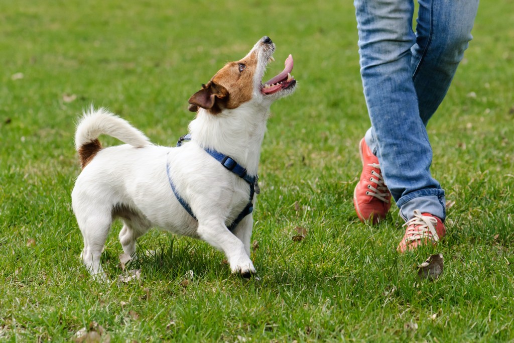 A Jack Russell terrier wearing a harness walks alongside a person and looks up at them