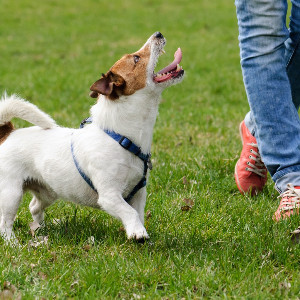 A Jack Russell terrier wearing a harness walks alongside a person and looks up at them