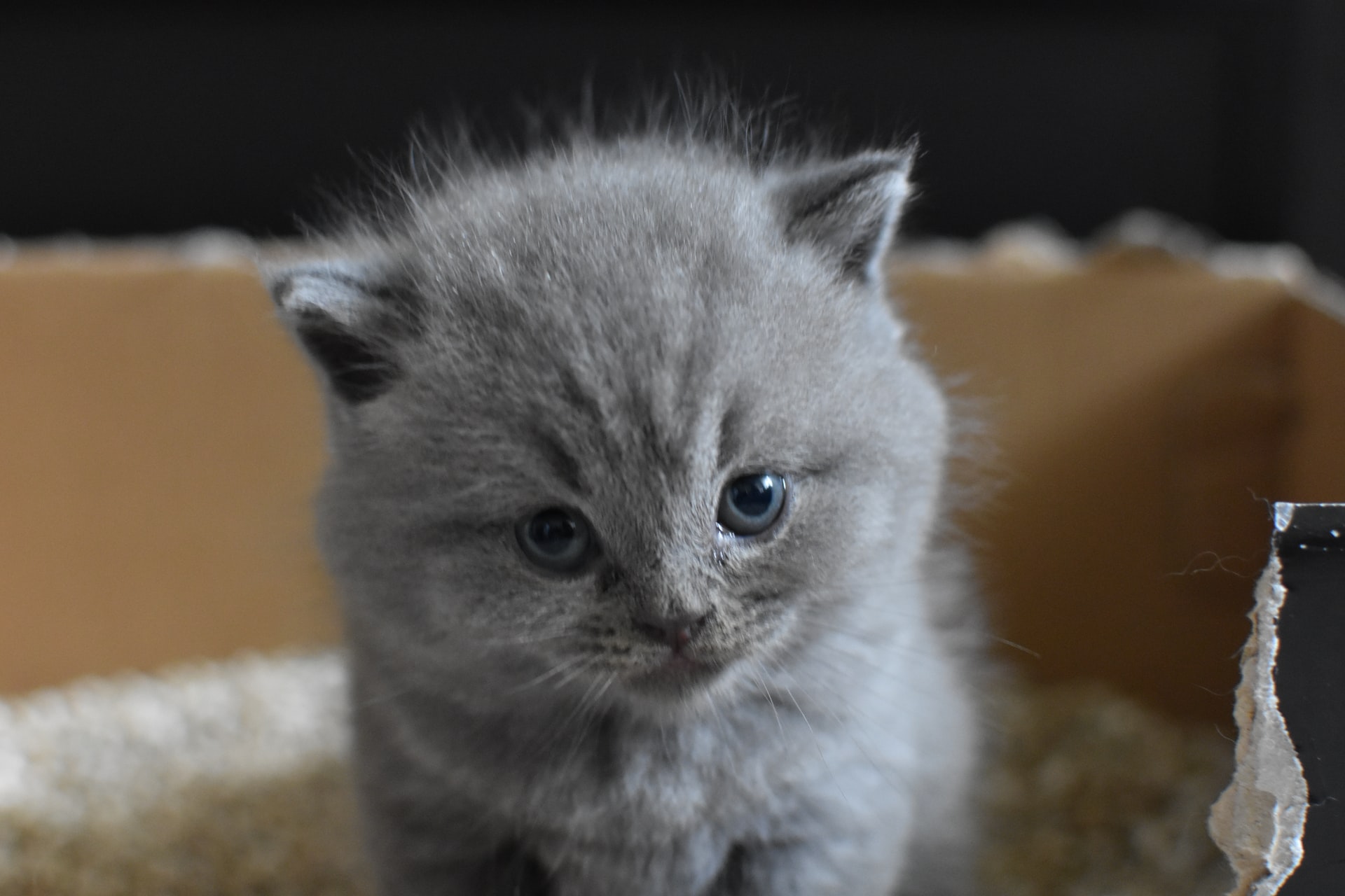 Grey kitten sitting in a litter box