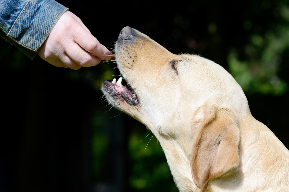 Dog taking a treat.