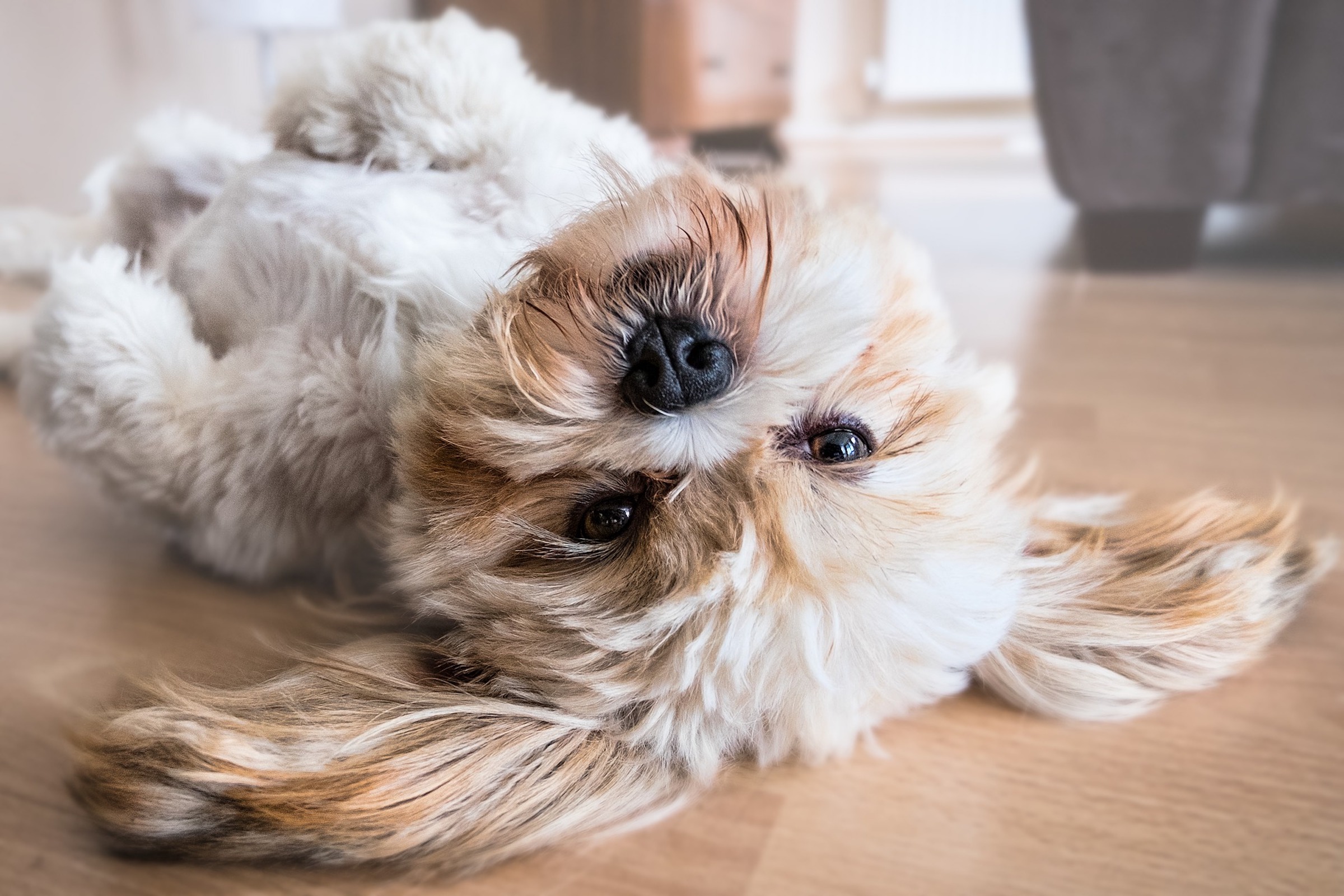 lhasa apso šuo, gulintis ant nugaros ant medinių grindų