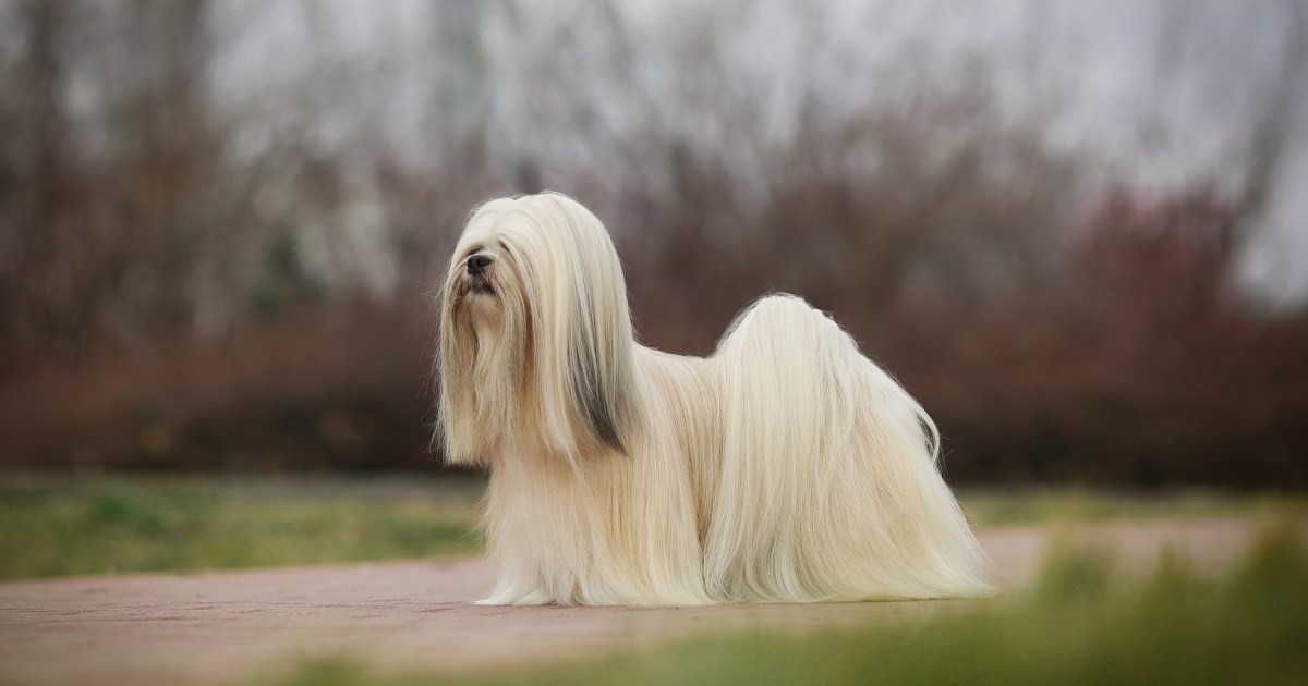 Ar jūsų Lhasa Apso turėtų turėti ilgus plaukus ar kirpti šuniuką?