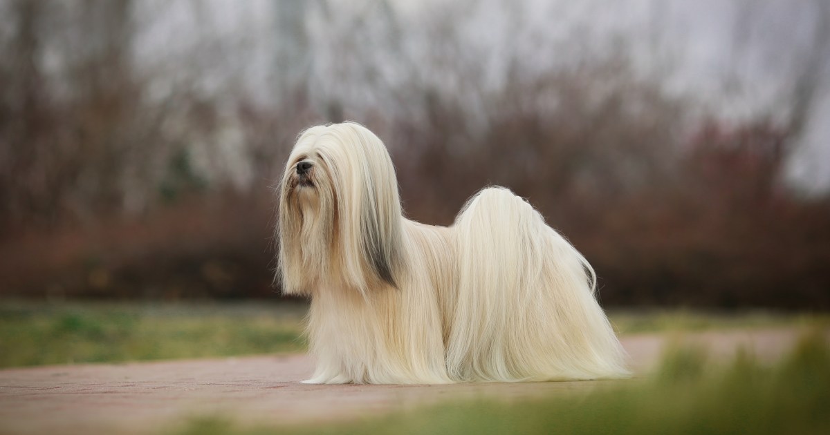 Should Your Lhasa Apso Have Long Hair Or A Puppy Cut? | PawTracks