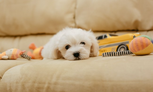 a maltese puppy lies on a couch surrounded by plushie toys