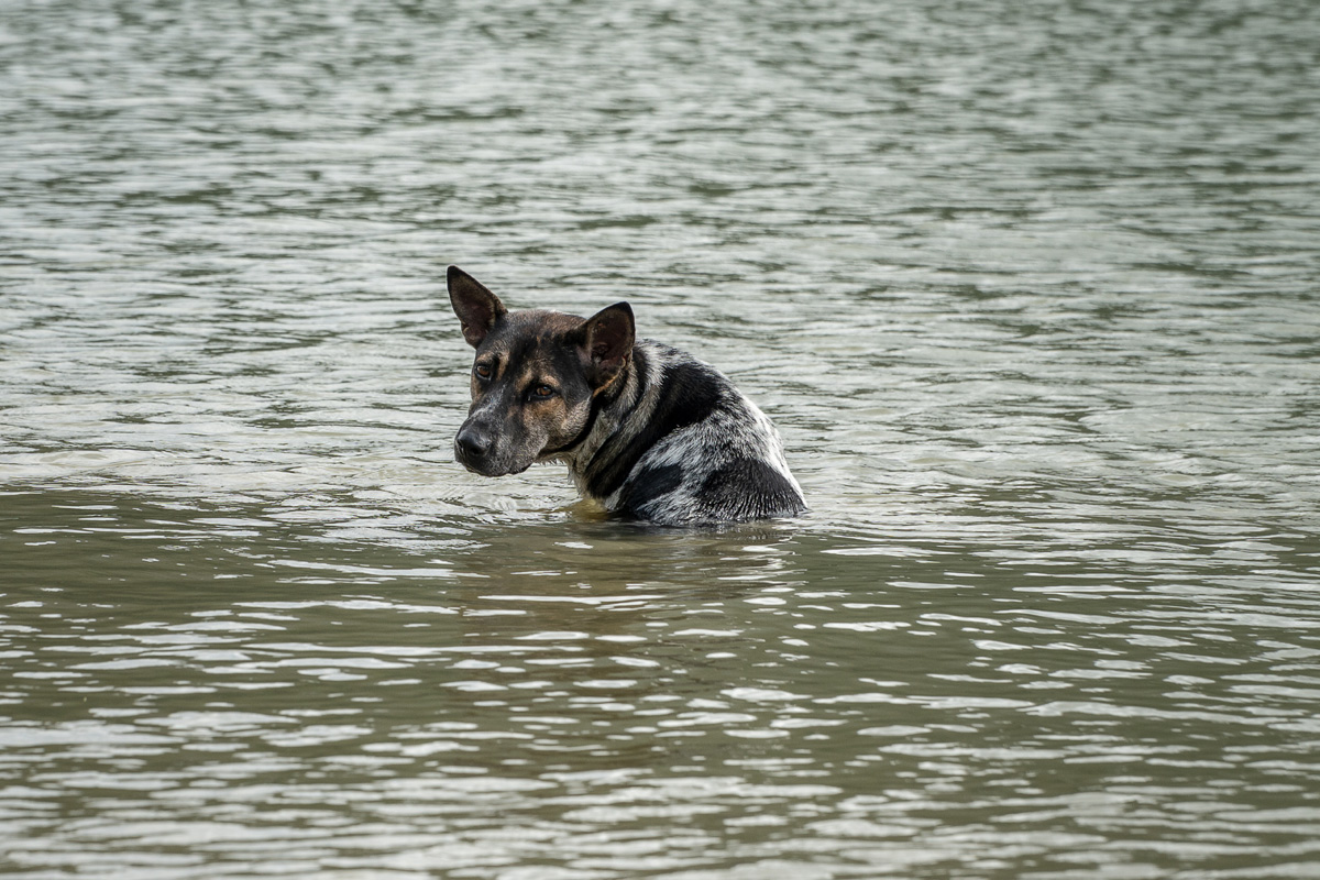 Nervingas šuo įstrigęs potvynyje.