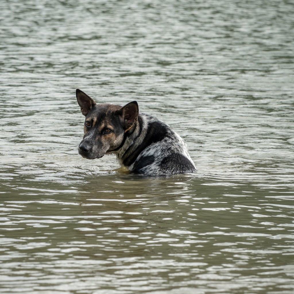 Nervous dog stranded in flood.