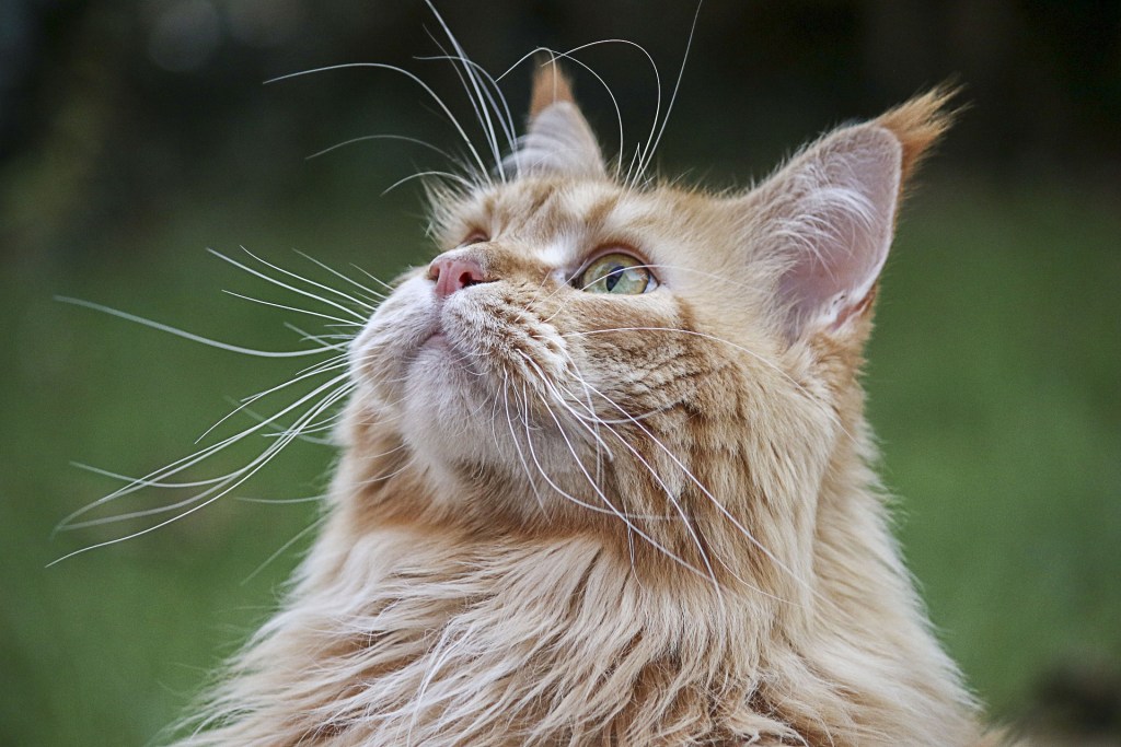 Įspėja oranžinė katė, žiūrinti į kažką lauke