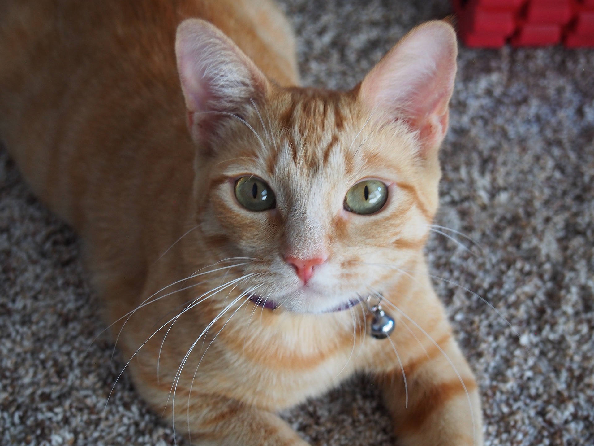 Orange cat lying on a carpet