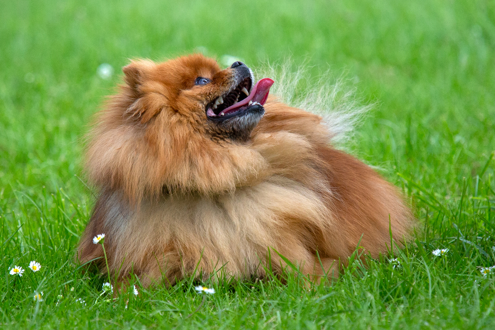A panting red Pomeranian in a field of daisies.