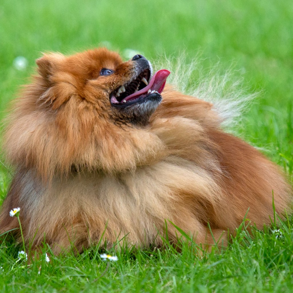A panting red Pomeranian in a field of daisies.