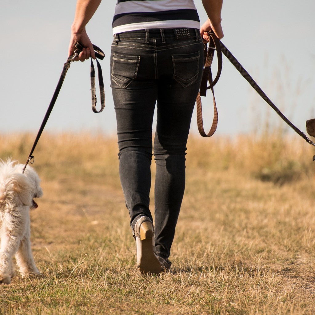 Person walking two dogs on leashes down a trail