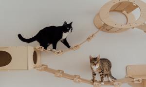 Two cats climbing obstacle course