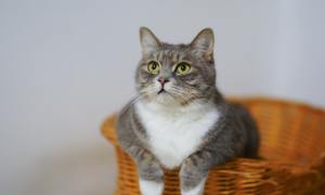 Gray and white cat in basket