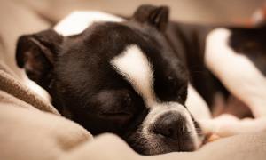 Black and white sleeping dog