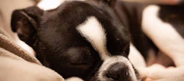 Black and white sleeping dog