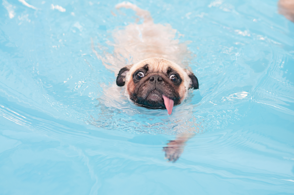 A pug swimming in a pool.