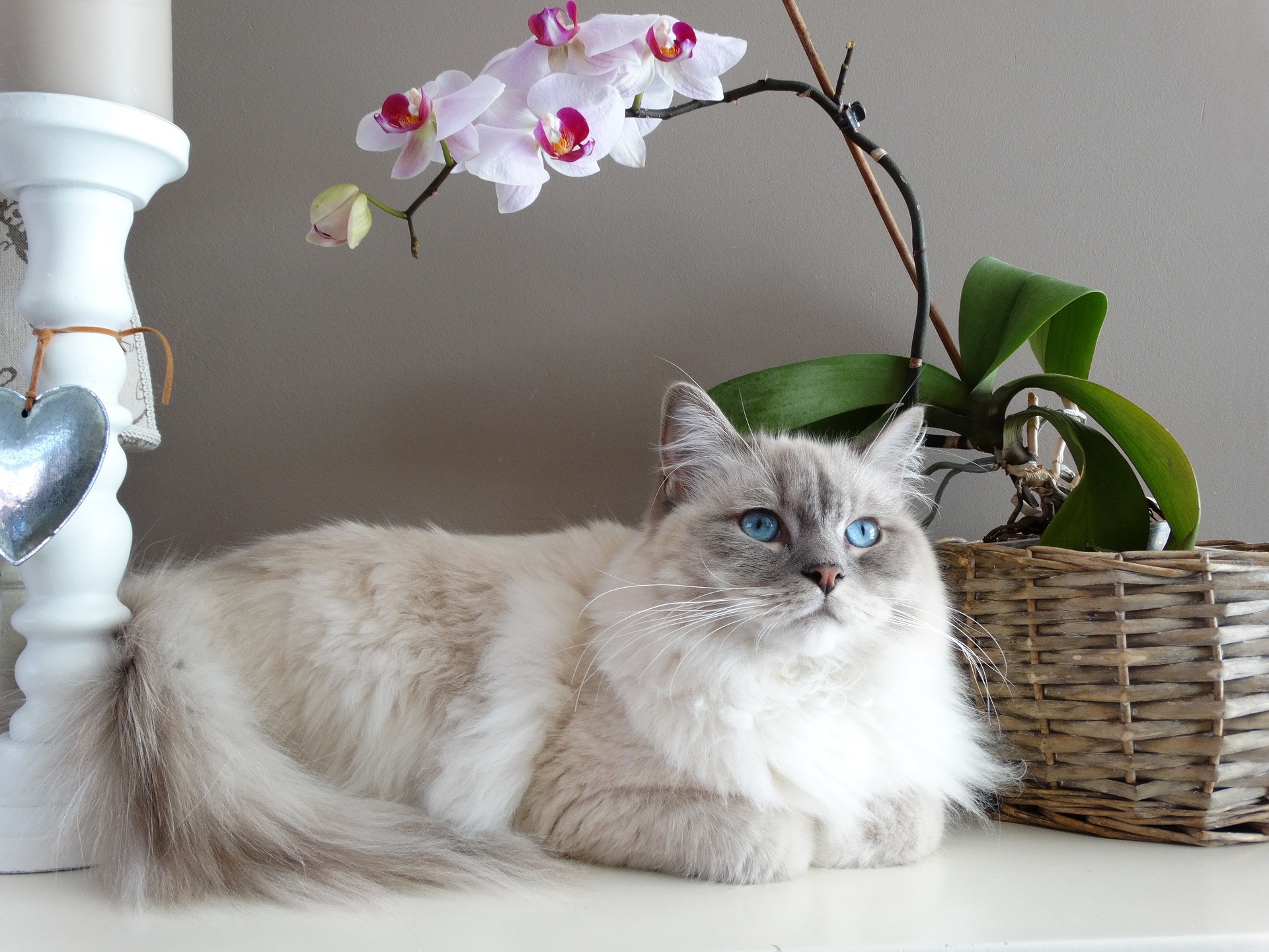 Ragdoll cat lying on a table