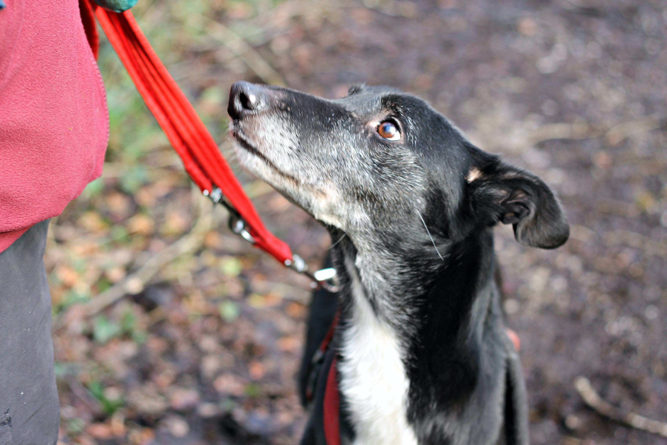 black and white dog with red leash