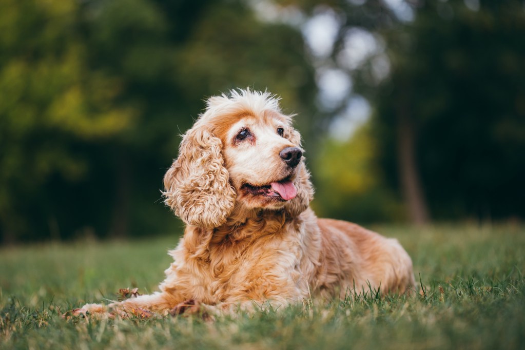 A senior cocker spaniel lies in the grass outside