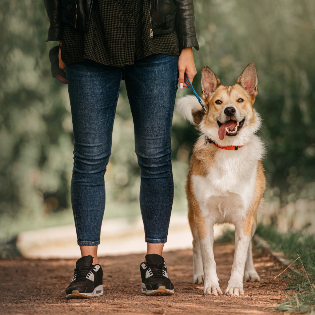 A mixed breed husky and shepherd dog stands next to a person on a path in the woods