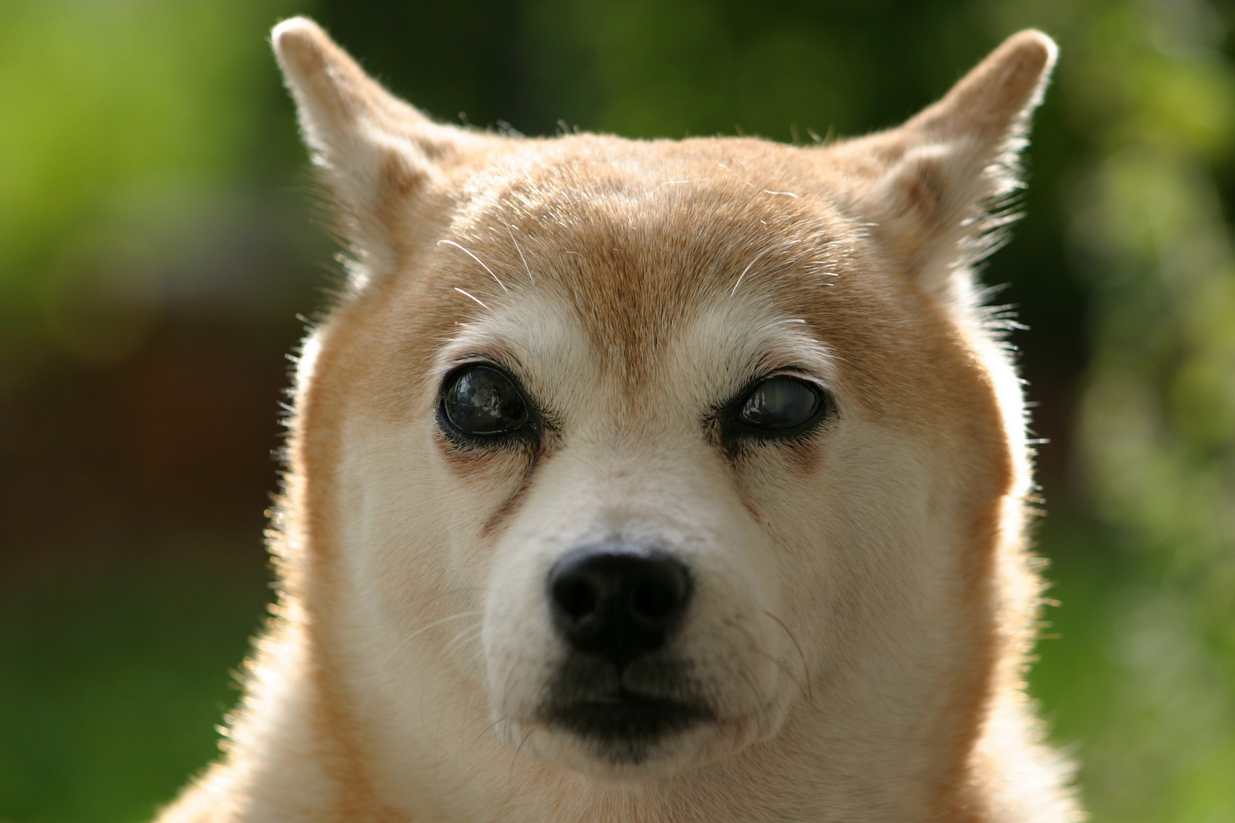 a blind shiba inu dog looks into the camera