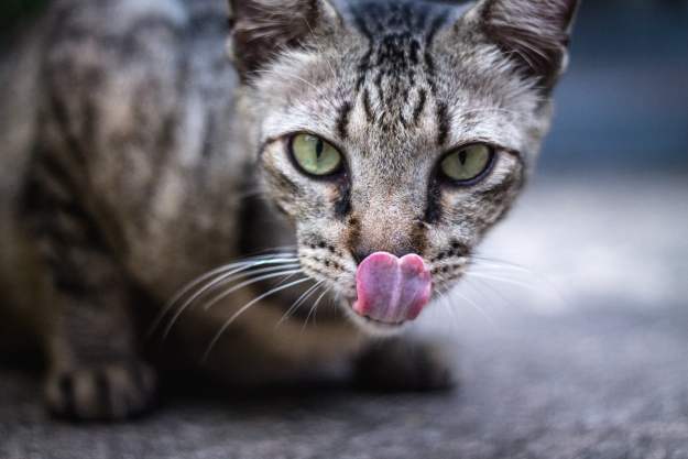 keep stray cats out of yard shubhankar sharma ifwy09zfav8 unsplash