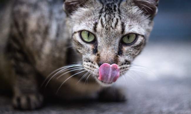Crouching cat with tongue out