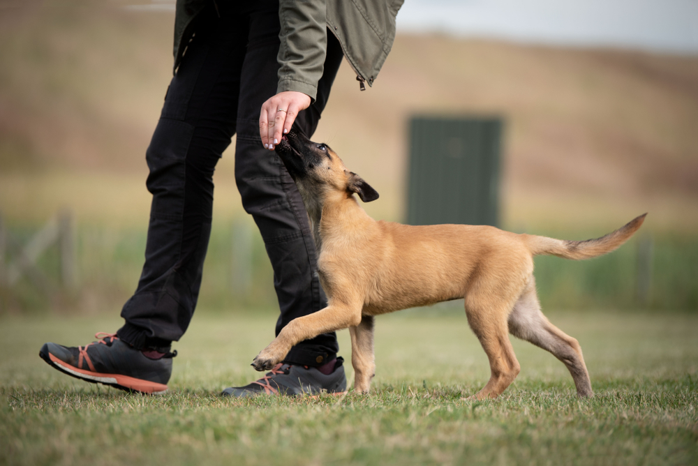 puppy learning to heel