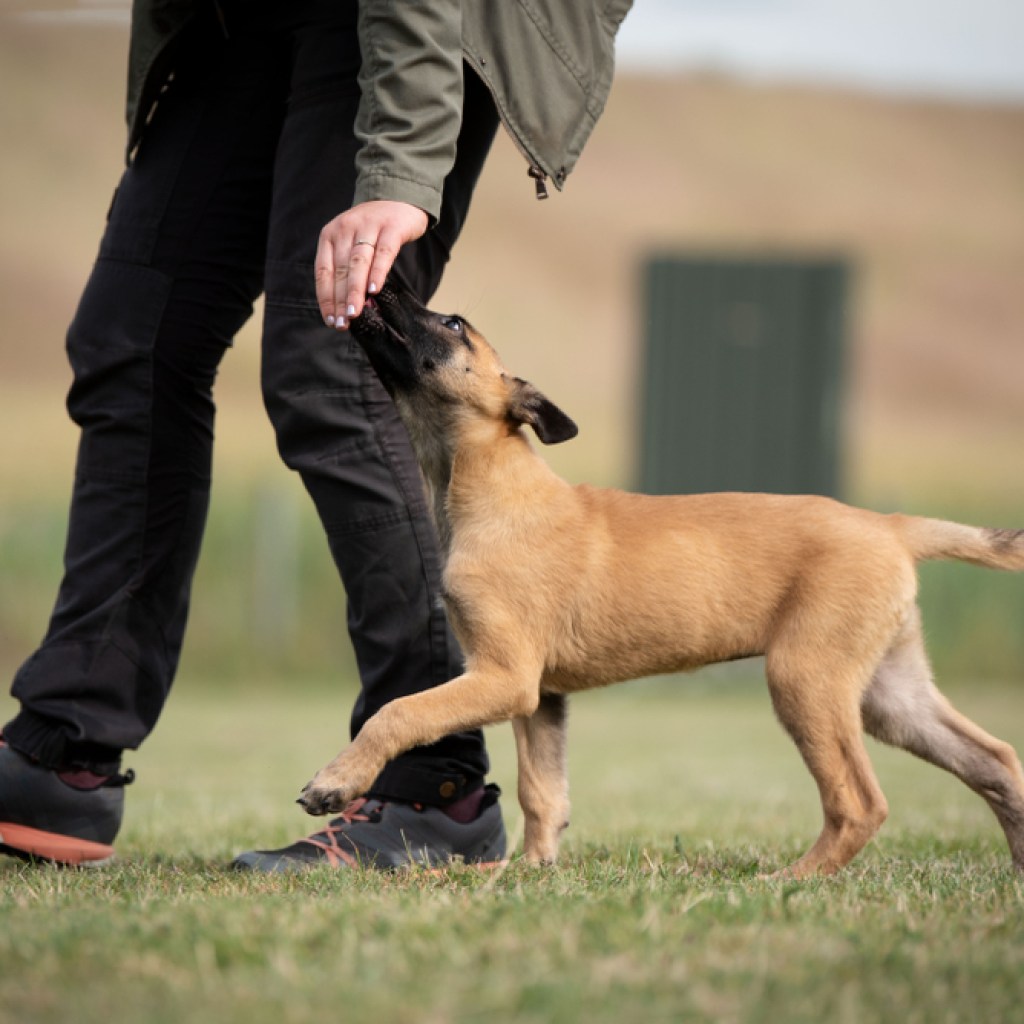puppy learning to heel