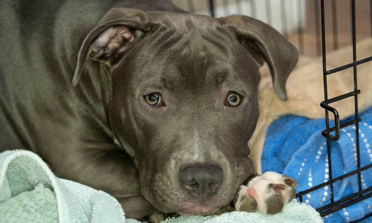 pitbull in crate