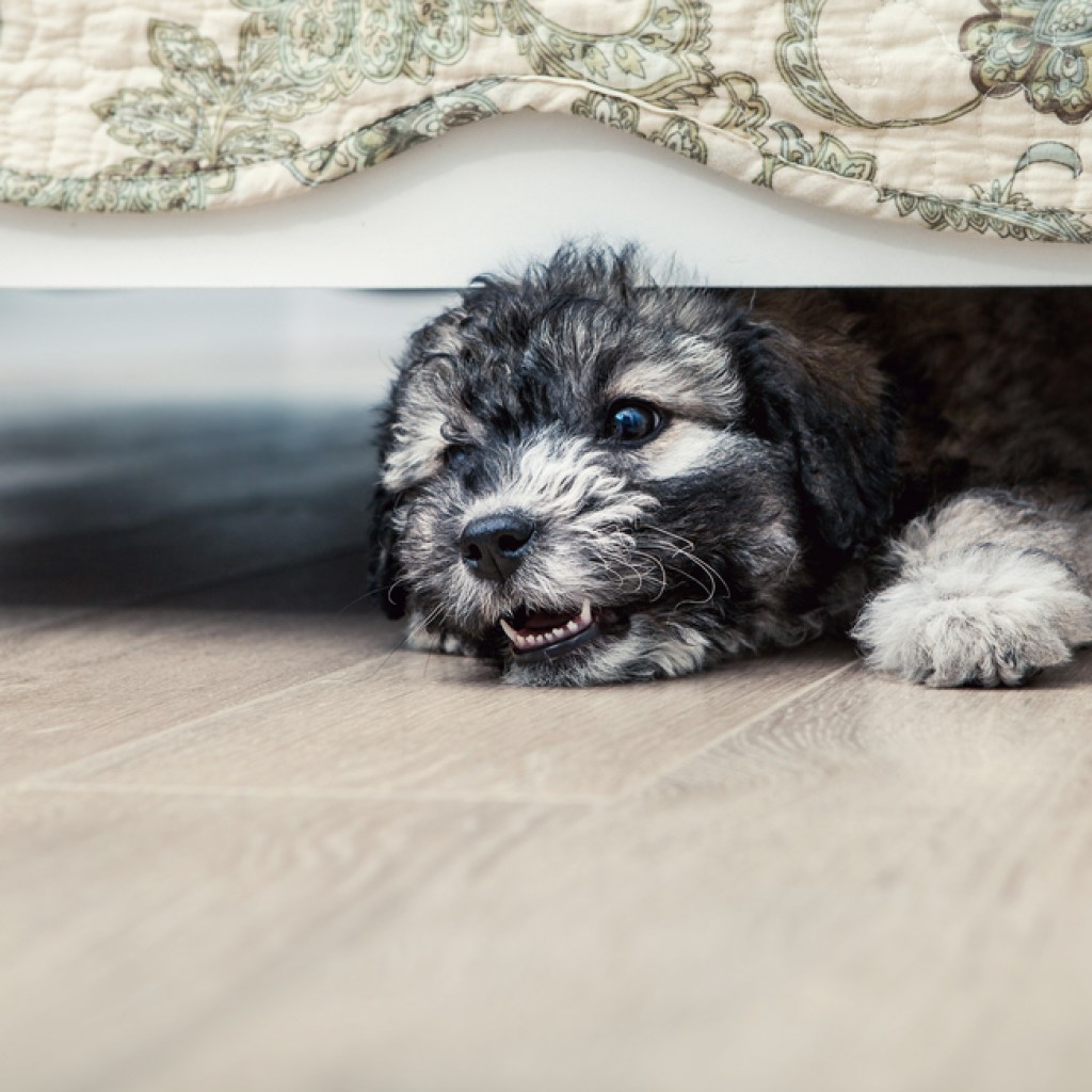 angry puppy under the bed