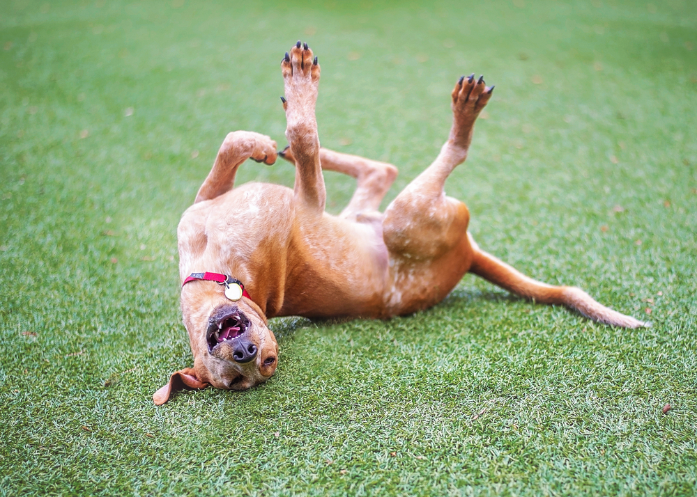 coonhound rolling in the grass