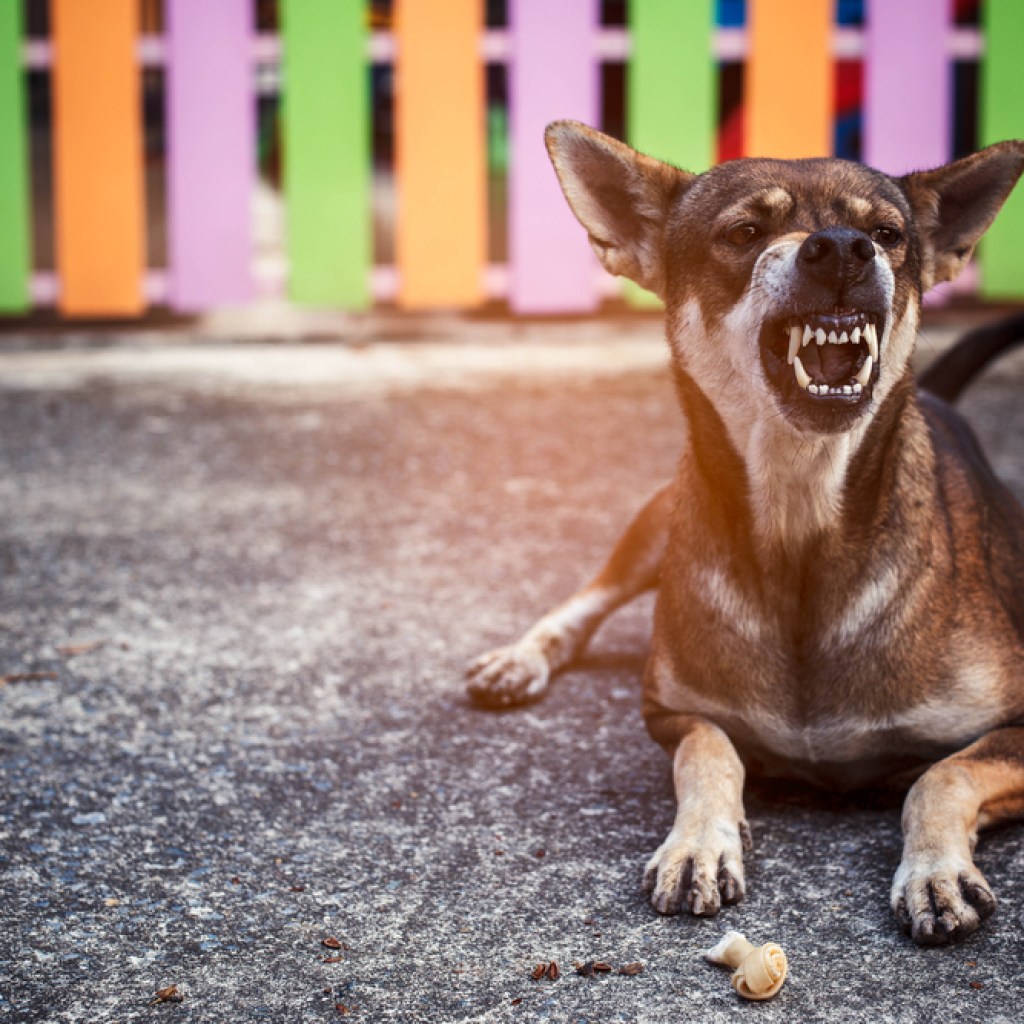 angry dog pastel fence