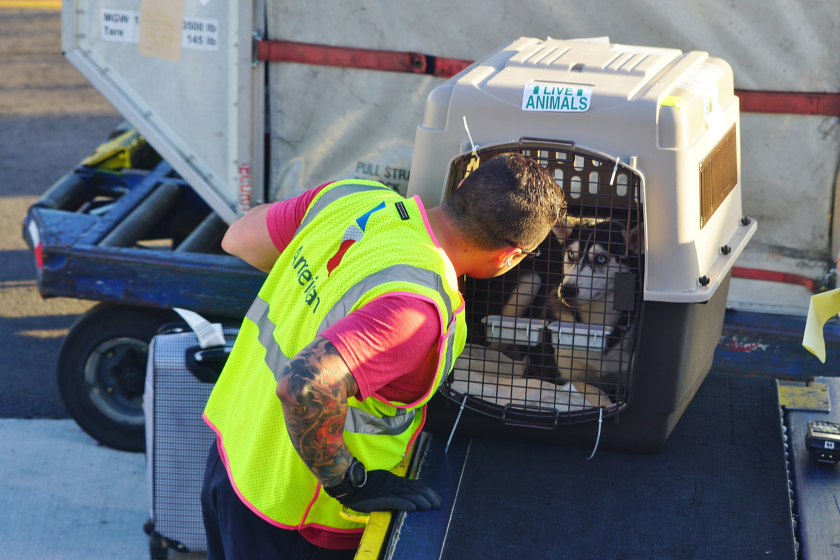 Bag handler moving a dog in a carrier for a flight