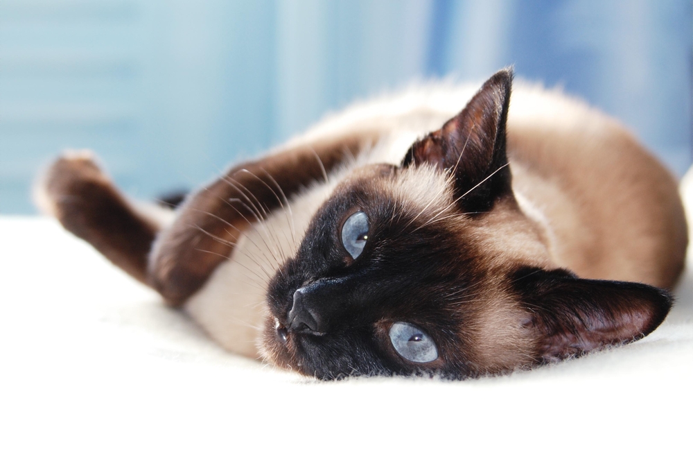 A Siamese cat lying on a white bed