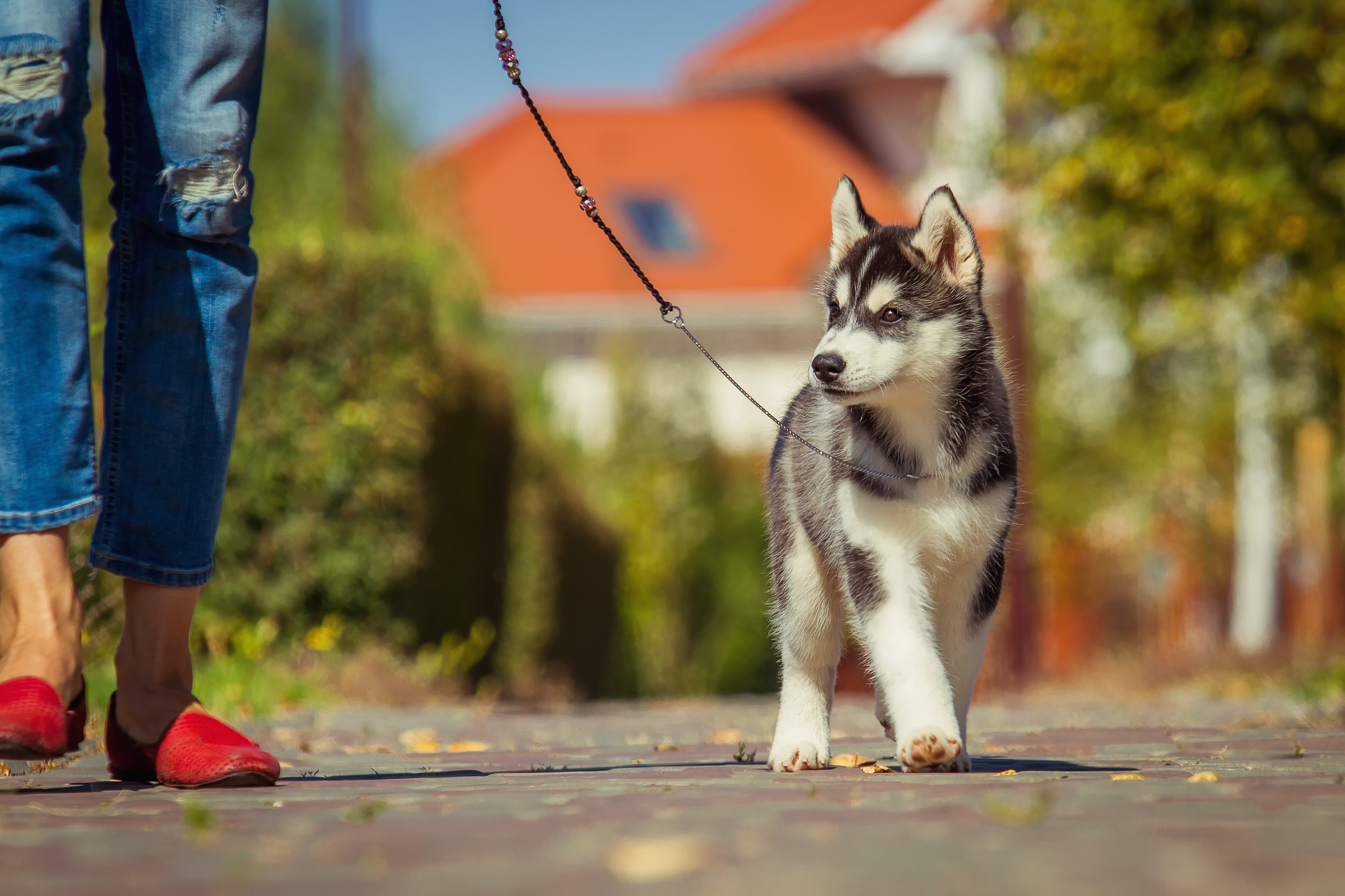 Как правильно погулять. Сибирская хаски в прогулке. Прогулка с собакой. Щенок на прогулке. Выгул хаски.