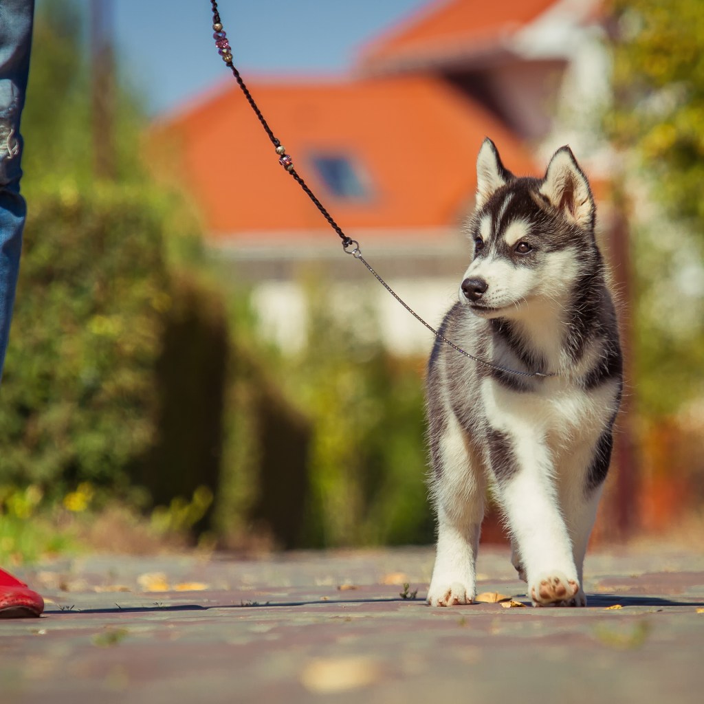 A Siberian husky puppy walks alongside someone in jeans outdoors