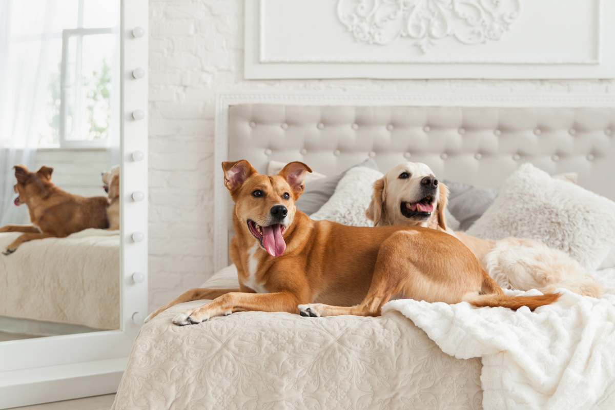 Du šunys guli viešbučio lovoje.