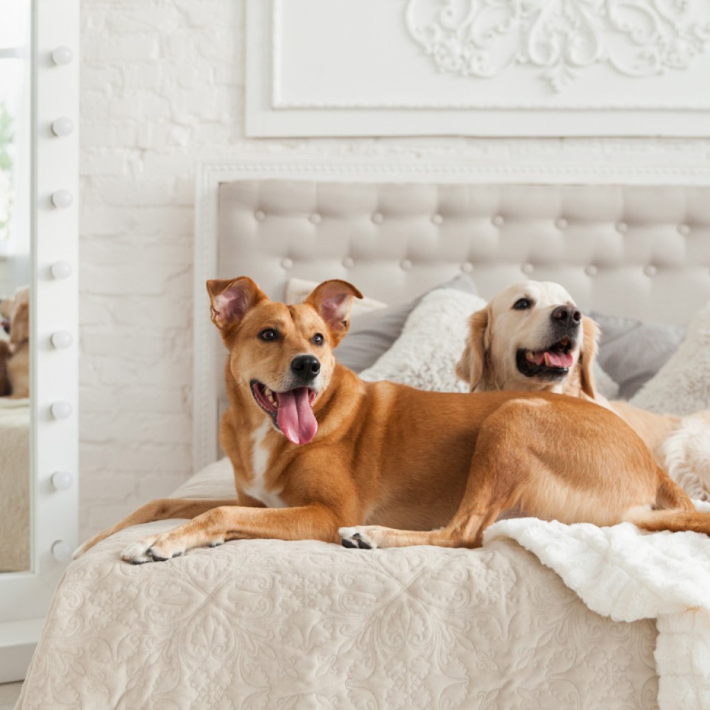 Two dogs laying on hotel bed.